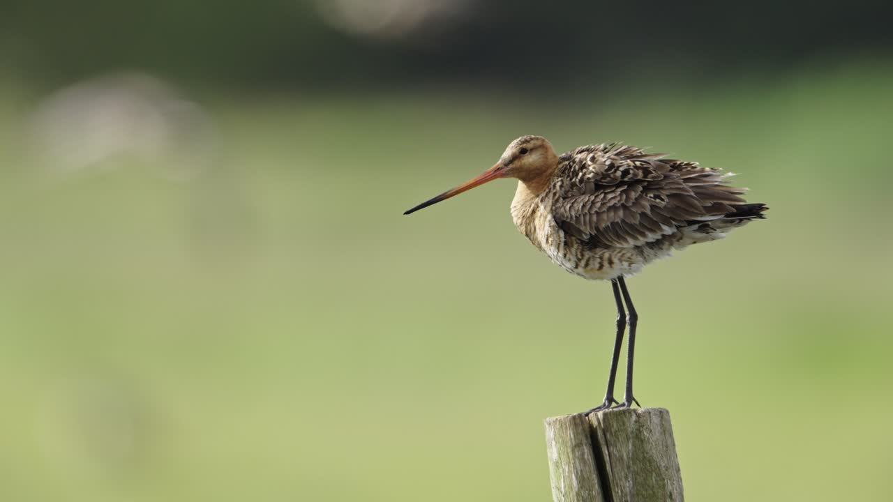 나무 기둥 에 앉아 있는 검은 리 고드위트