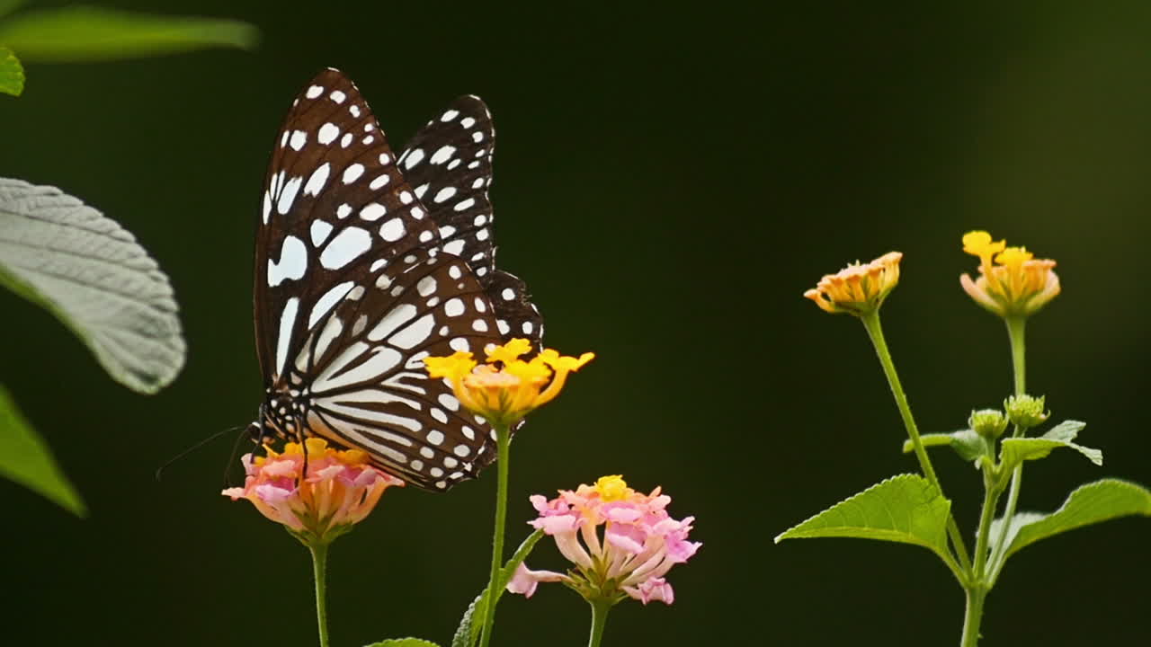 Farfalla sui fiori di Lantana
