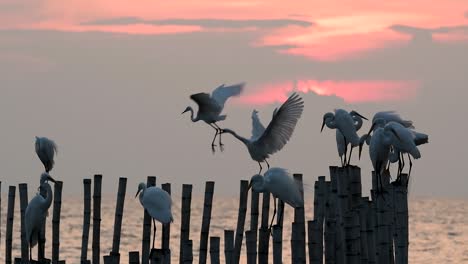 The-Great-Egret,-also-known-as-the-Common-Egret-or-the-Large-Egret