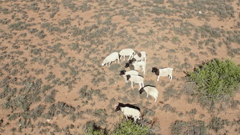 Rebaño-De-Ovejas-Dorper-Pastando-En-El-Campo-De-Hierba-Seca-En-El-Cabo-Oriental,-Sudáfrica