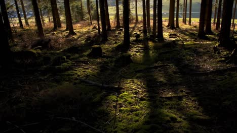 tilt shot of sunrays shining in moss covered spruce forest with long shadows