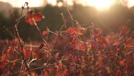 Rayos-De-Sol-En-Hojas-Coloridas-De-Viñedos-En-La-Temporada-De-Otoño,-Seguimiento-En-Cámara-Lenta