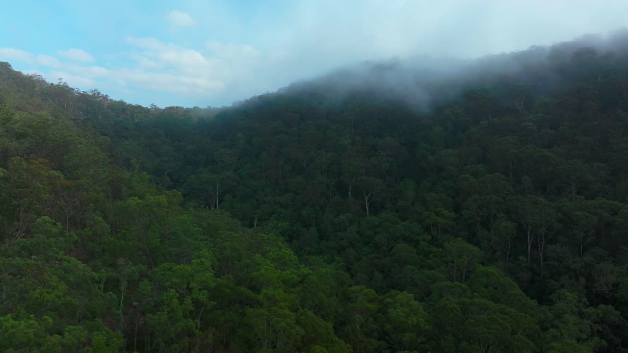 Misty clouds Lower Mangrove gum eucalyptus trees Dharug Popran forest Hawkesbury River Creek NSW Sydney Blue Mountains Australia aerial drone Spring Summer sunny morning up circle right motion