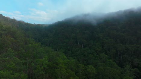 misty clouds lower mangrove gum eucalyptus trees dharug popran forest hawkesbury river creek nsw sydney blue mountains australia aerial drone spring summer sunny morning up circle right motion