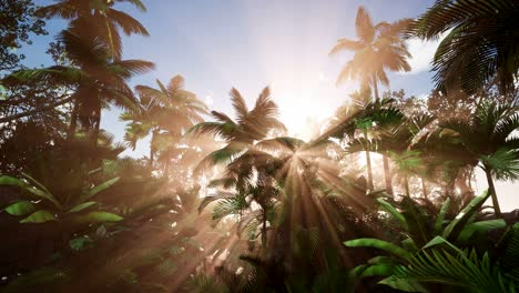 Sunset-Beams-through-Palm-Trees