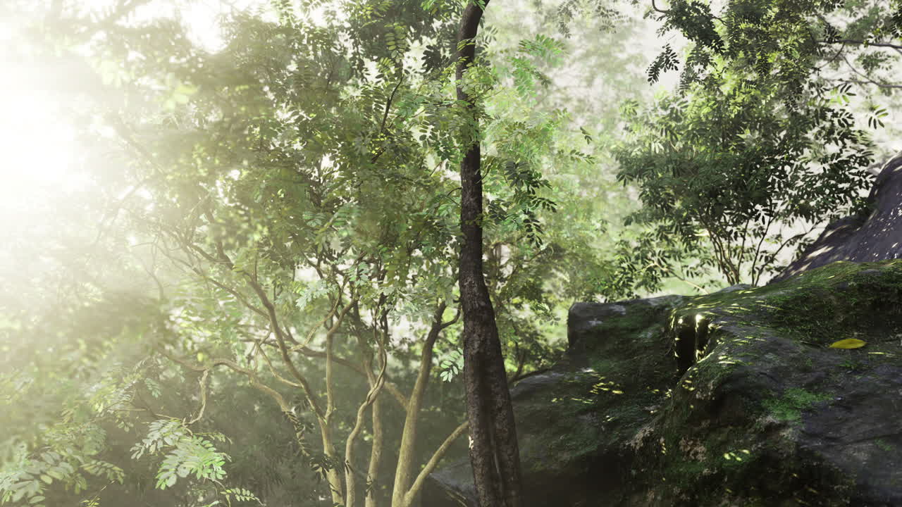 Lush forest retreat with sunlight filtering through treetops in the morning