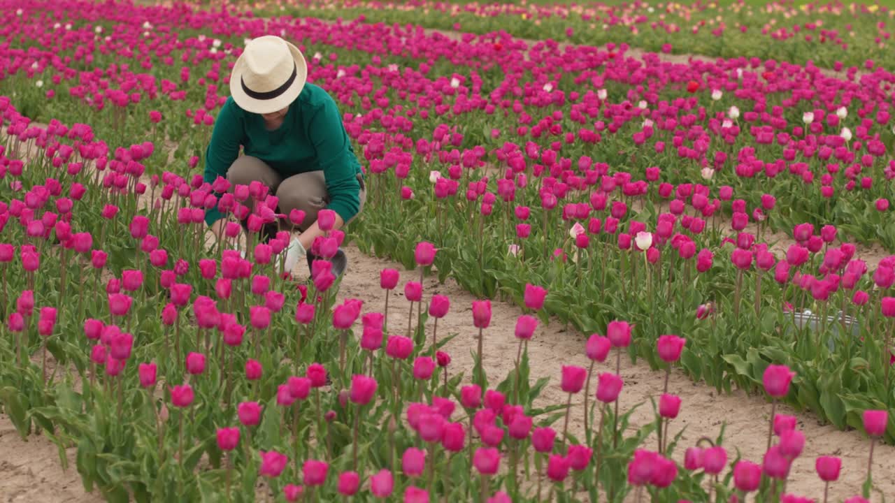 con guantes de jardín cortando tallos de flores de tulipán con tijeras de poda en la plantación