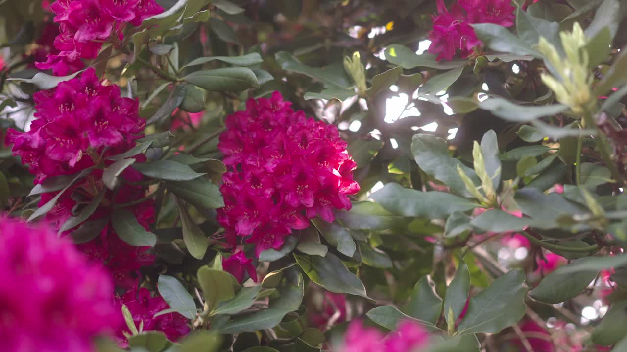 Rododendros floreciendo bajo la luz del sol. Hermosa naturaleza cuidada por abejas