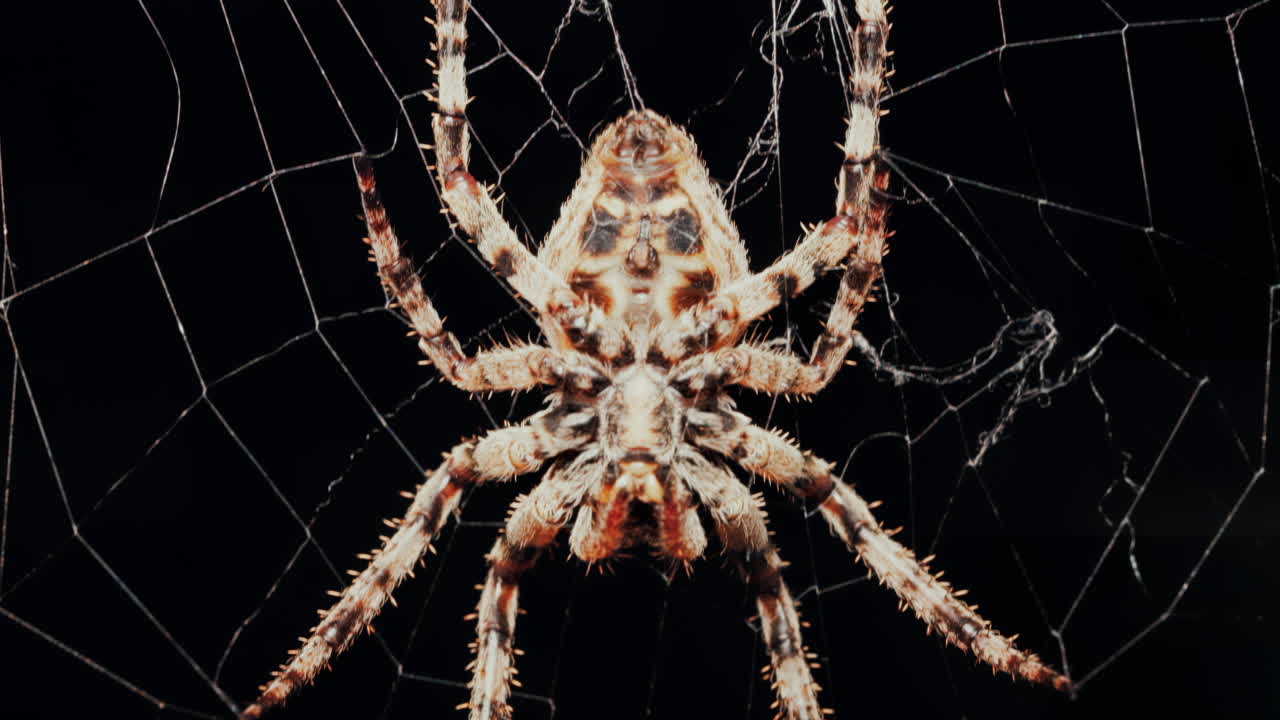 Close up of a spider sitting in its web, showing intricate details of its body and fine silk threads