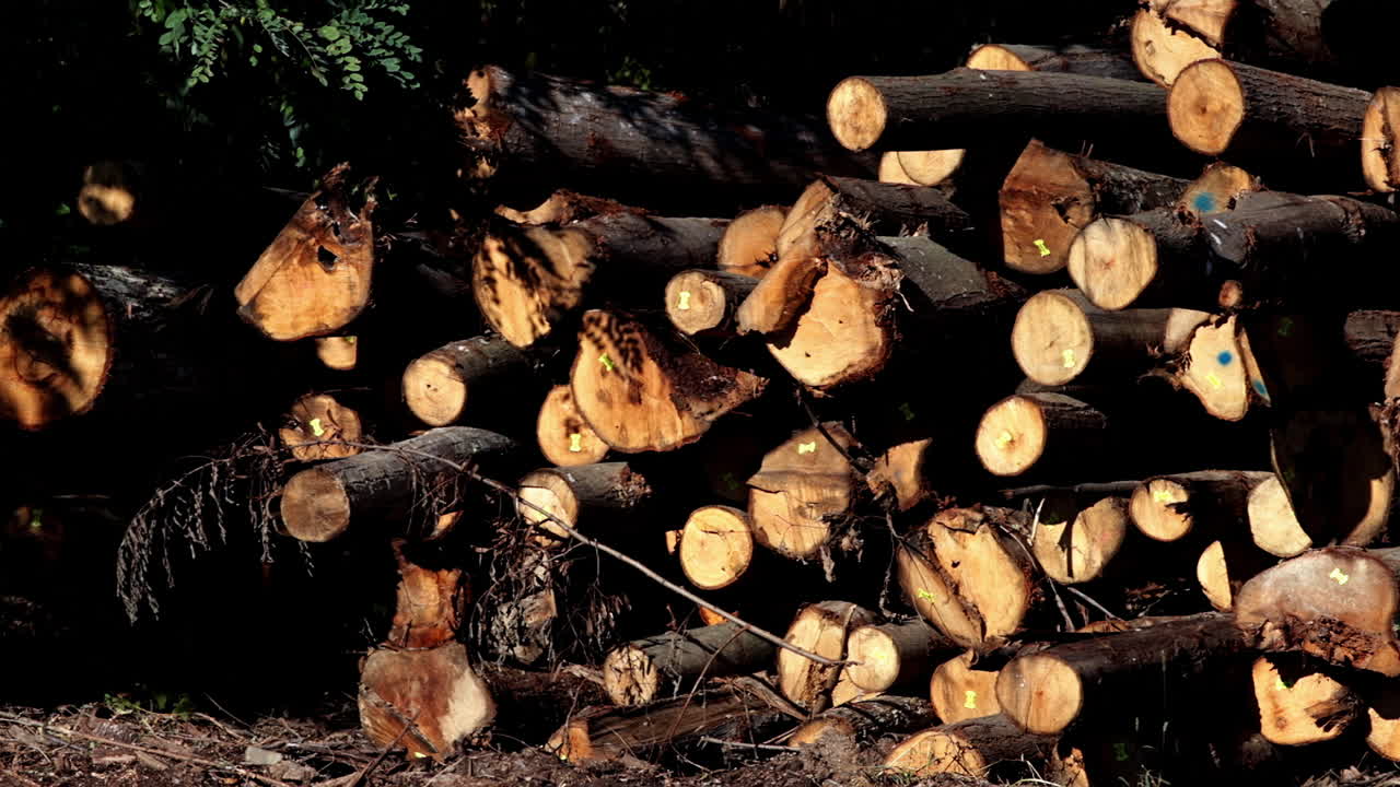 pile of felled trees 6