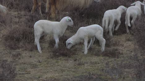 los corderos comen plantas de brezo en el brezo en primavera.