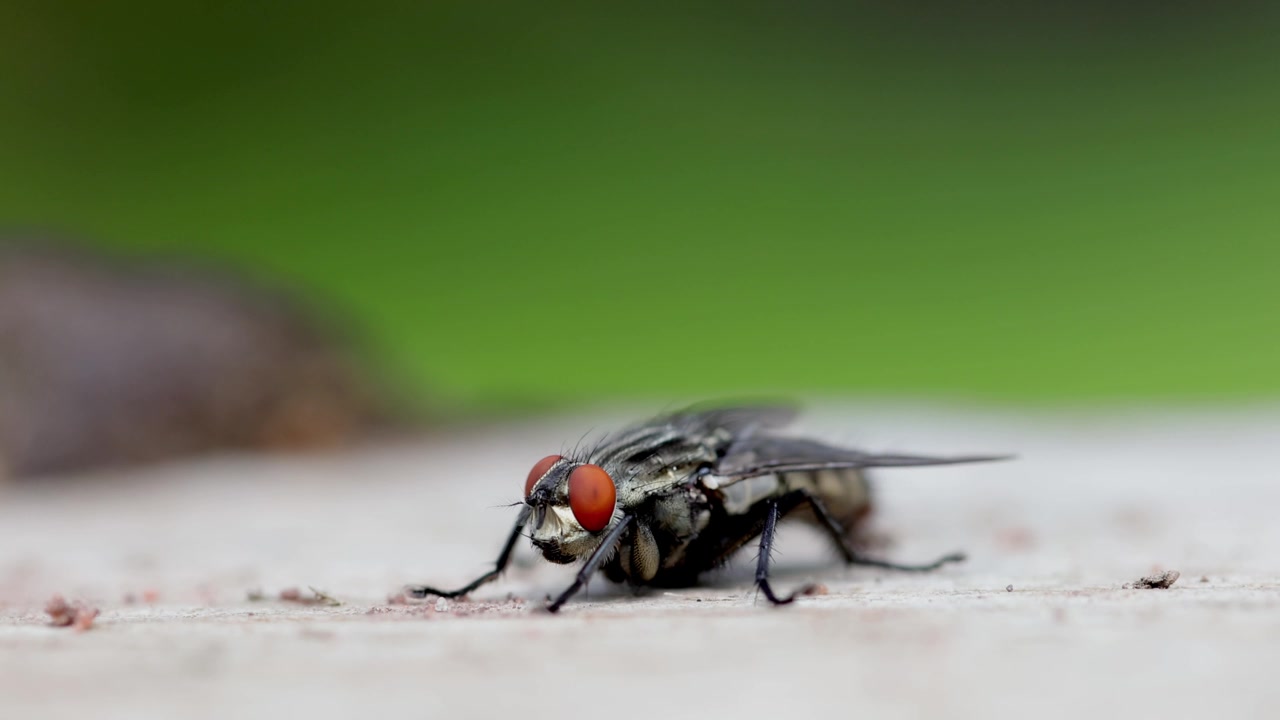 Primo piano laterale di una mosca della carne. Regno Unito.