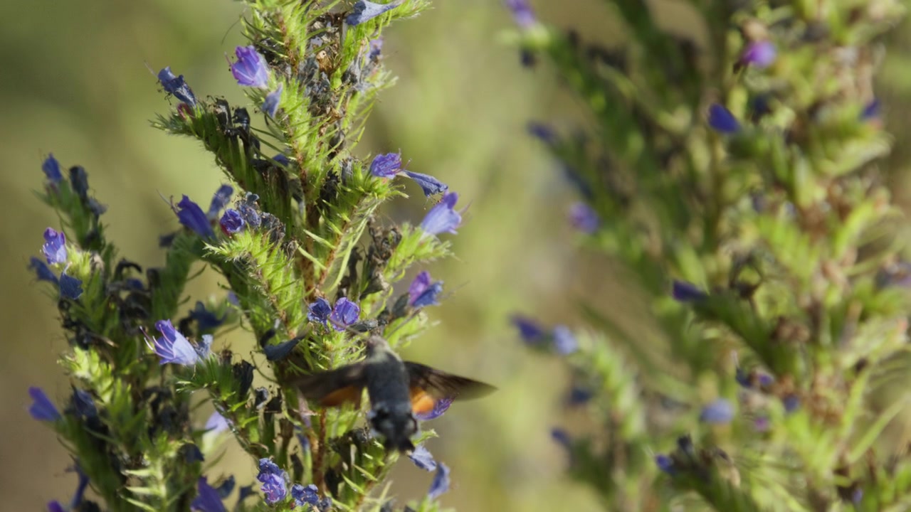 Proboscis of hummingbird hawk-moth probes blueweed flowers for nectar, slomo