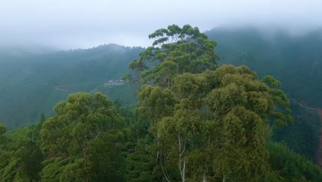 4k cinematic aerial shot orbiting trees on top of hill in jungle of sri lanka, revealing surrounding villages