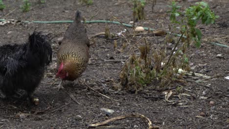 Auf-Natürlichen-Offenen-Bauernhof-Tierwelt-Schwarzes-Huhn,-Das-Apfel-Isst