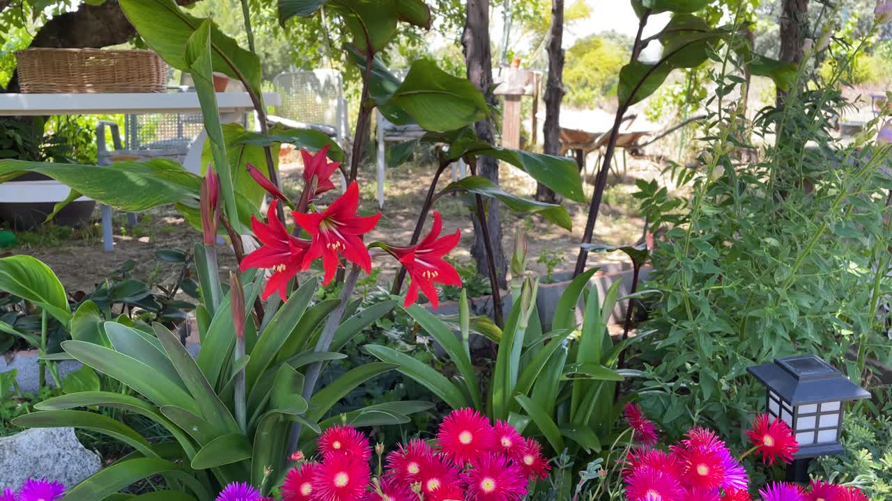 vemos una zona de jardín donde hay algunos hippeastrum vittatum en flor roja y algunos grupos de plantas lamprathus muy llamativas también en flor, hay una lámpara solar, mesa, sillas y una carretilla