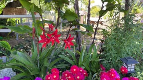 vemos una zona de jardín donde hay algunos hippeastrum vittatum en flor roja y algunos grupos de plantas lamprathus muy llamativas también en flor, hay una lámpara solar, mesa, sillas y una carretilla