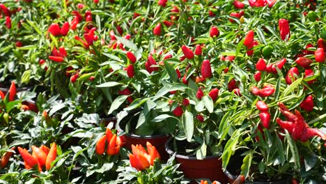 close up of red pepper plants