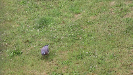 Pigeon-Feeding-on-the-Grass-Lawn-in-a-Garden