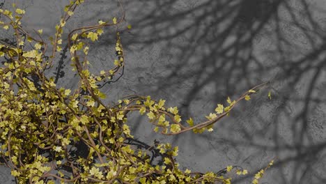 green climbing vine with small leaves on textured black wall with plant shadows. spring nature and garden concept. design for wallpaper, poster, banner.flat lay composition with copy space