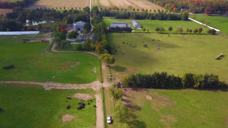 Picturesque-aerial-view-over-bucolic-farm-land-with-cows-grazing-in-the-fields