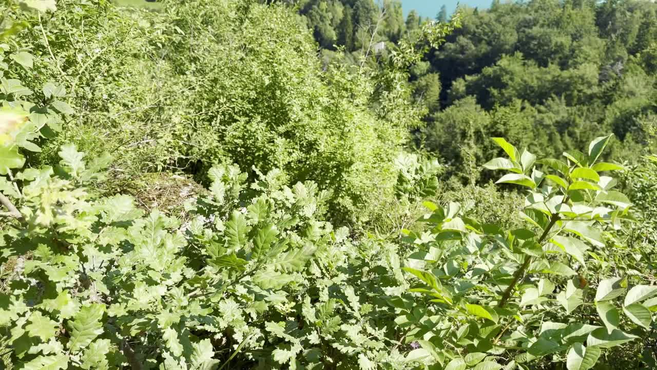 Lake Bled in Slovenia, featuring Bled Island with its church surrounded by turquoise water, lush green hills, and the Julian Alps in the distance. Captured on a clear sunny summer day
