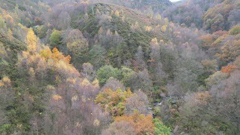 Tranquilo-Bosque-Invernal-Con-Un-Arroyo-Lento,-Robles-Dorados-Y-Hojas-Caídas,-Que-Ofrece-Un-Escenario-Tranquilo-Y-Relajante