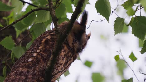 long-eared owl peeking from behind a tree branch in veluwe, netherlands