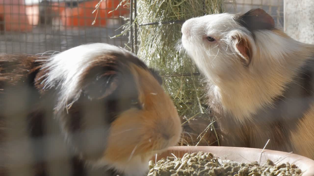 Guinea pigs eating straw and seeds