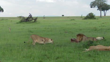 african lion female steeling a piece of the carcass, from the male, masai mara, kenya