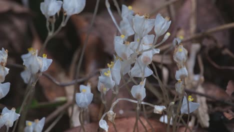 camera zooms out these lovely white wildflowers on the forest ground, burmannia sp