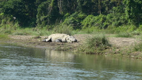 a muggar crocodile resting on the bank of a river with the jungle in the background