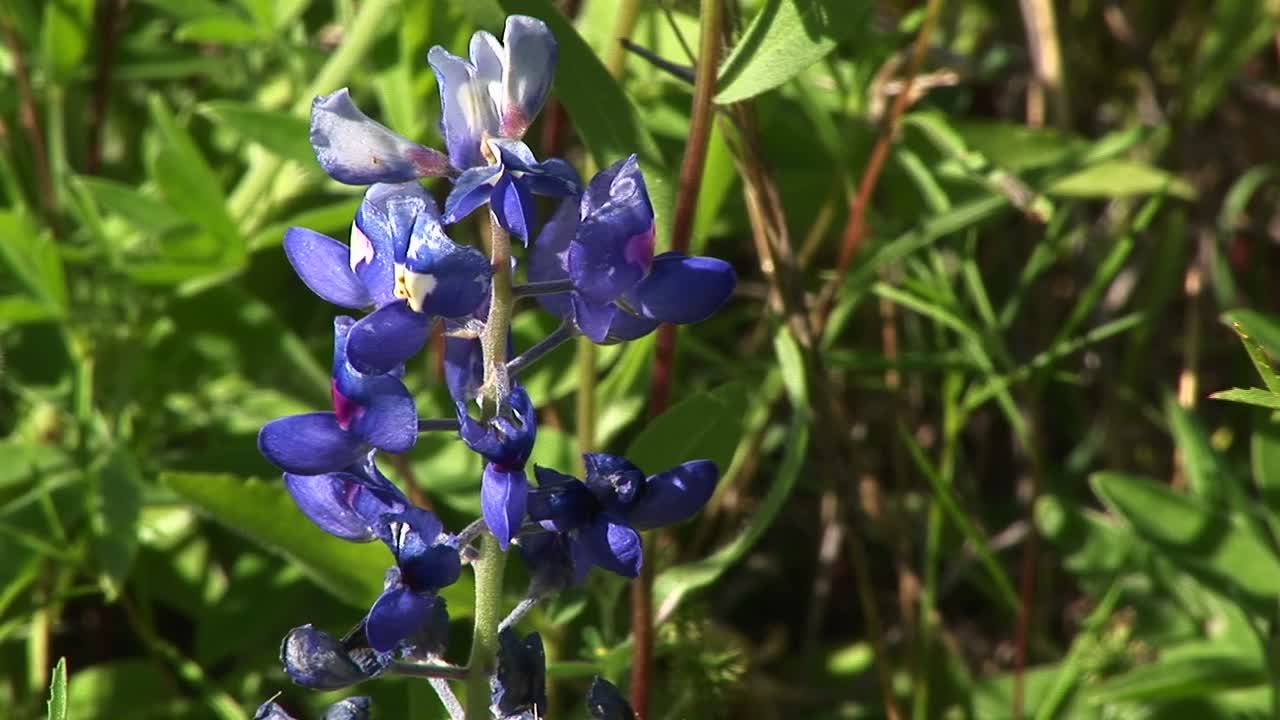보라색 루핀 꽃이 들판에서 자랍니다.