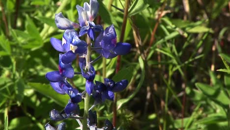 purple lupine flowers grow in a field