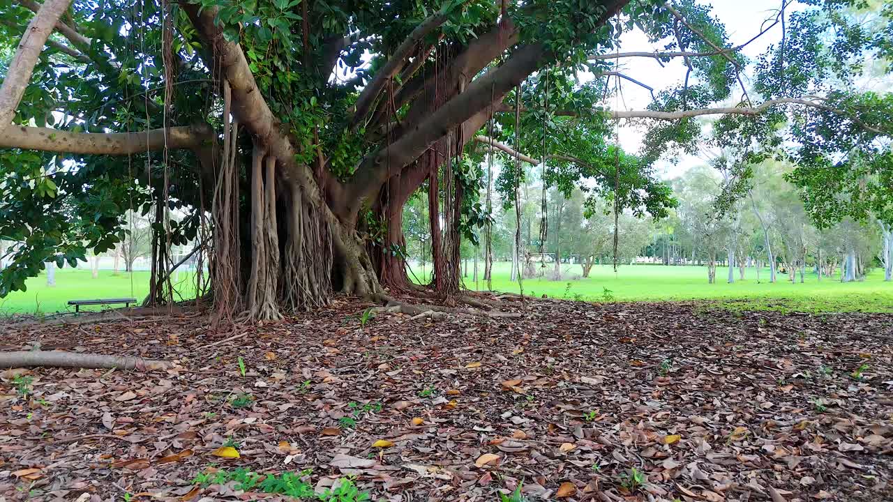 A tranquil scene of a sprawling banyan tree with intricate roots and lush greenery in Gold Coast, Australia