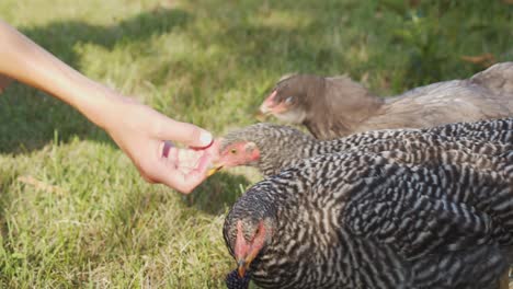 Hand-feeding-tame-chickens-wild-blackberries-in-slow-motion