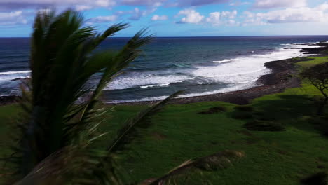 fast moving pull around drone video of large and big trees by the beach and the water