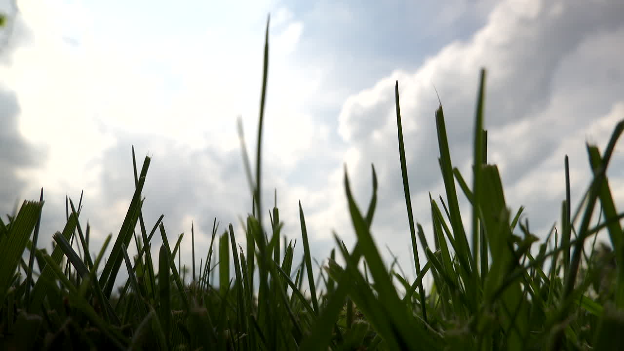 하늘과 구름을 올려다보는 풀밭의 낮은 각도