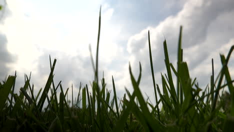 a low angle view in the grass looking up at the sky and clouds