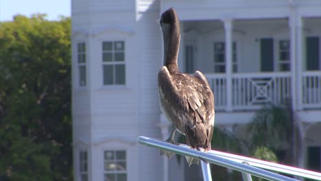 Pelican-resting-on-a-yacht-in-Key-West,-Florida,-USA