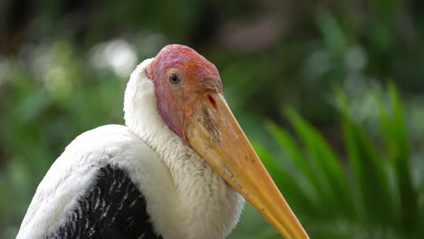 Milky-stork-bird-in-close-up