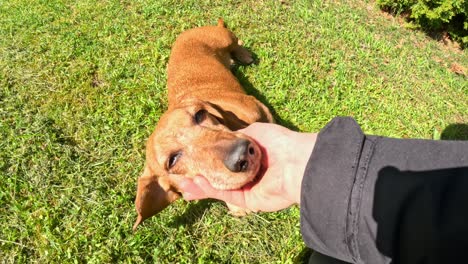 close-up view captures a human hand gently caressing the head of a happy, brown dachshund, canis lupus familiaris, as it enjoys attention on a vibrant green grass lawn captured in real time.