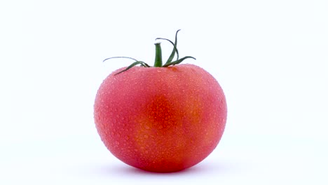 one whole big red tomato with water drops is rotating on the turntable isolated on the white background. close-up. macro.