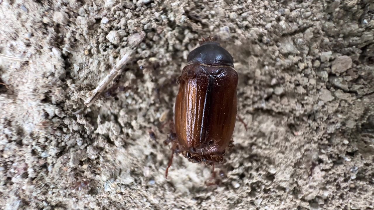 Scenic closeup of beetle consumed by ants a teamwork swarm tissue chew insect leg wing shell remains forest wildlife wilderness survival lifecycle macro nature predation colony foraging decomposition