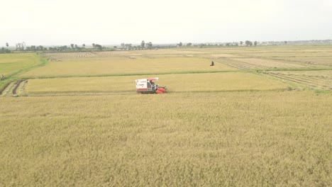 Toma-Aérea-De-Drones-De-La-Cosecha-De-Arroz-En-Sri-Lanka