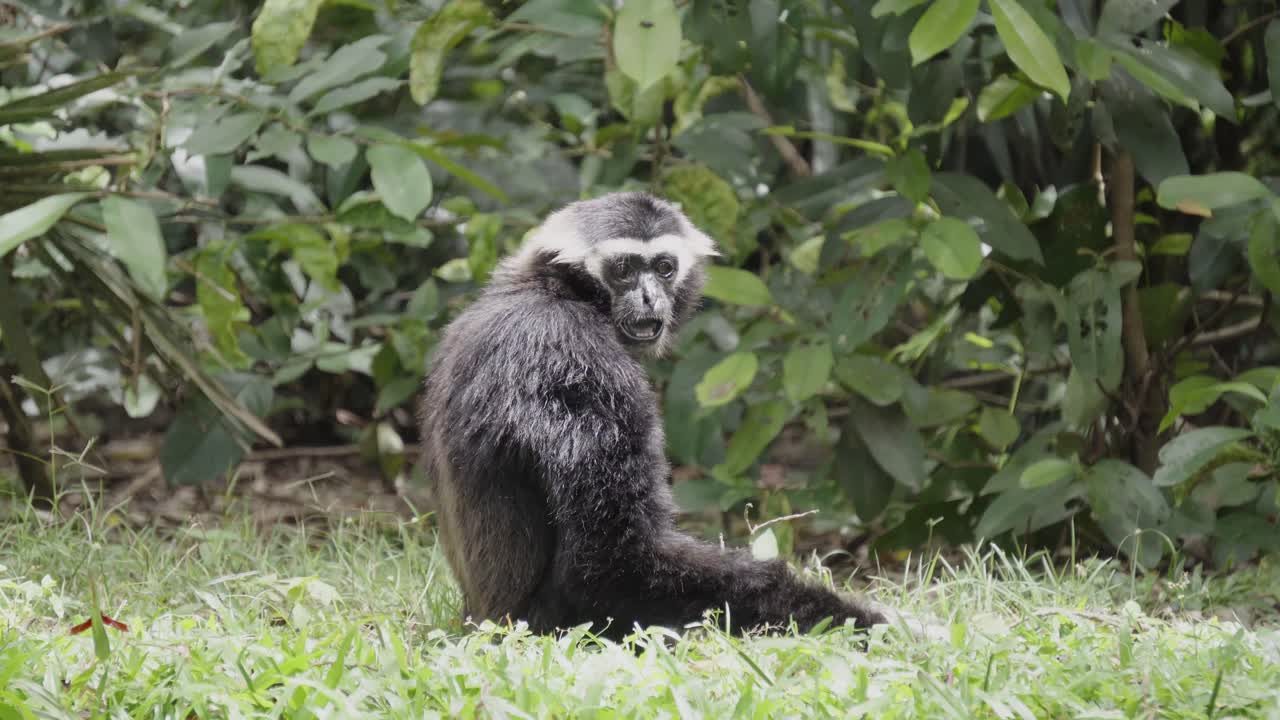 un primer plano de un bonito gibón sentado al sol en un banco de hierba alimentándose y rodeado de vegetación verde de la jungla