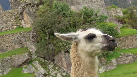 ángulo holandés vista de cerca de la llama masticando frente a las paredes de roca