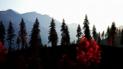 sunrise over a mountain forest