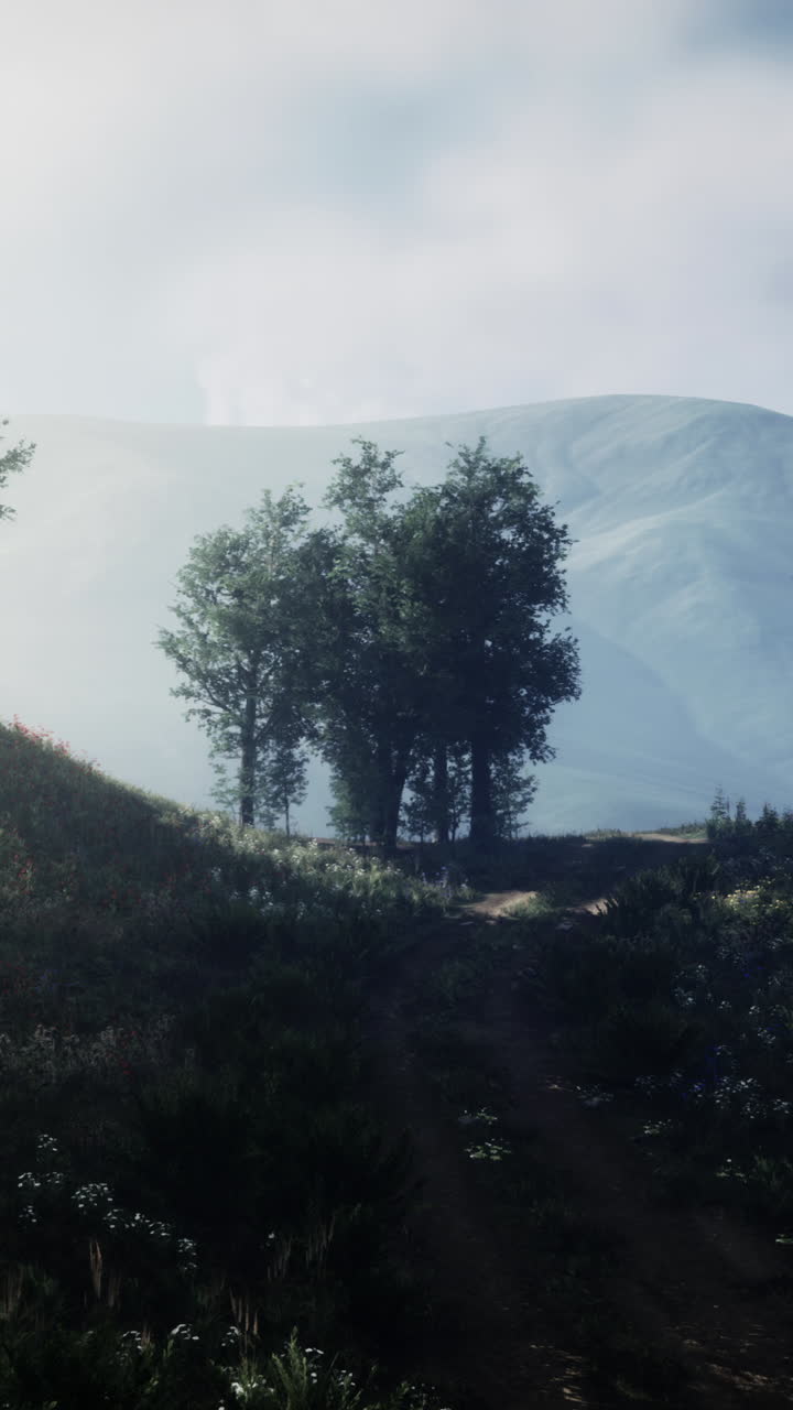 camino de bosque nebuloso que conduce a una colina