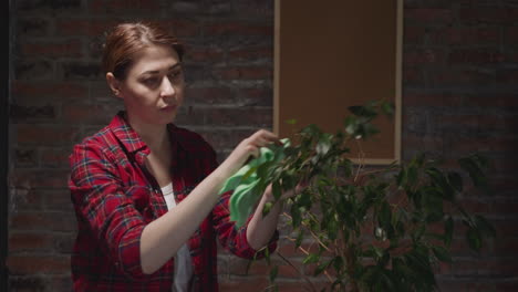 mujer jardinera en camisa a cuadros limpia hojas de árbol de ficus